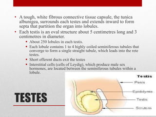 TESTES
• A tough, white fibrous connective tissue capsule, the tunica
albunigea, surrounds each testes and extends inward to form
septa that partition the organ into lobules.
• Each testis is an oval structure about 5 centimetres long and 3
centimetres in diameter.
 About 250 lobules in each testis.
 Each lobule contains 1 to 4 highly coiled seminiferous tubules that
converge to form a single straight tubule, which leads into the rete
testes.
 Short efferent ducts exit the testes
 Interstitial cells (cells of Leydig), which produce male sex
hormones, are located between the seminiferous tubules within a
lobule.
 