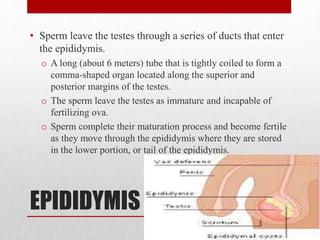EPIDIDYMIS
• Sperm leave the testes through a series of ducts that enter
the epididymis.
o A long (about 6 meters) tube that is tightly coiled to form a
comma-shaped organ located along the superior and
posterior margins of the testes.
o The sperm leave the testes as immature and incapable of
fertilizing ova.
o Sperm complete their maturation process and become fertile
as they move through the epididymis where they are stored
in the lower portion, or tail of the epididymis.
 
