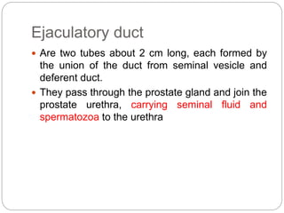 Ejaculatory duct
 Are two tubes about 2 cm long, each formed by
the union of the duct from seminal vesicle and
deferent duct.
 They pass through the prostate gland and join the
prostate urethra, carrying seminal fluid and
spermatozoa to the urethra
 