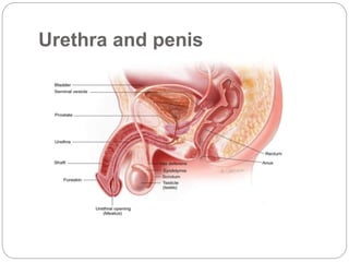 Urethra and penis
 