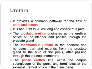 Urethra
 It provides a common pathway for the flow of
urine and semen
 It is about 19 to 20 cm long and consist of 3 part
 The prostatic urethra originates at the urethral
orifice of the bladder and passes through the
prostate gland
 The membranous urethra is the shortest and
narrowest part and extends from the prostate
gland to the bulb of the penis, after passing
through the perineal membrane
 The penile urethra lies within the corpus
spongiosum of the penis and terminates at the
external urethral orifice in the glans penis
 