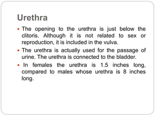 Urethra
 The opening to the urethra is just below the
clitoris. Although it is not related to sex or
reproduction, it is included in the vulva.
 The urethra is actually used for the passage of
urine. The urethra is connected to the bladder.
 In females the urethra is 1.5 inches long,
compared to males whose urethra is 8 inches
long.
 