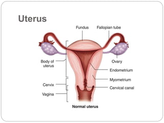 Uterus
 