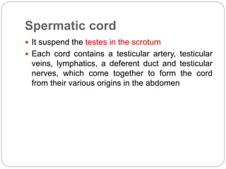 Spermatic cord
 It suspend the testes in the scrotum
 Each cord contains a testicular artery, testicular
veins, lymphatics, a deferent duct and testicular
nerves, which come together to form the cord
from their various origins in the abdomen
 