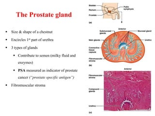 Prostate Chestnut The Reproductive System with Family planning techniques | PPT