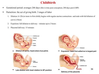 The Reproductive System with Family planning techniques | PPT