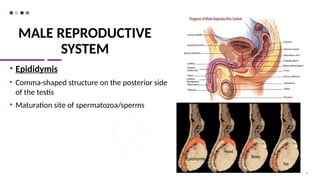 MALE REPRODUCTIVE
SYSTEM
• Epididymis
• Comma-shaped structure on the posterior side
of the testis
• Maturation site of spermatozoa/sperms
11
Epididymis
Body
Head
Tail
 