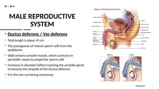 MALE REPRODUCTIVE
SYSTEM
• Ductus deferens / Vas deferens
• Total length is about 45 cm
• The passageway of mature sperm cells from the
epididymis.
• Wall contains smooth muscle, which contracts in
peristaltic waves to propel the sperm cells
• Increases in diameter before reaching the prostate gland
to become the ampulla of the ductus deferens
• It is the one cut during vasectomy.
12
 