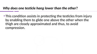 Why does one testicle hang lower than the other?
•This condition assists in protecting the testicles from injury
by enabling them to glide one above the other when the
thigh are closely approximated and thus, to avoid
compression.
 