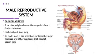 MALE REPRODUCTIVE
SYSTEM
• Seminal Vesicles
• 2 sac-shaped glands near the ampulla of each
ductus deferens
• each is about 5 cm long
• its thick, mucus-like secretion contains the sugar
fructose and other nutrients that nourish
sperm cells
16
 