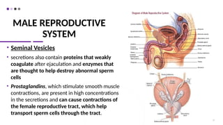 MALE REPRODUCTIVE
SYSTEM
• Seminal Vesicles
• secretions also contain proteins that weakly
coagulate after ejaculation and enzymes that
are thought to help destroy abnormal sperm
cells
• Prostaglandins, which stimulate smooth muscle
contractions, are present in high concentrations
in the secretions and can cause contractions of
the female reproductive tract, which help
transport sperm cells through the tract.
17
 