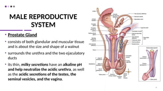 MALE REPRODUCTIVE
SYSTEM
• Prostate Gland
• consists of both glandular and muscular tissue
and is about the size and shape of a walnut
• surrounds the urethra and the two ejaculatory
ducts
• its thin, milky secretions have an alkaline pH
and help neutralize the acidic urethra, as well
as the acidic secretions of the testes, the
seminal vesicles, and the vagina.
18
 