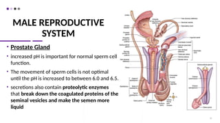 MALE REPRODUCTIVE
SYSTEM
• Prostate Gland
• increased pH is important for normal sperm cell
function.
• The movement of sperm cells is not optimal
until the pH is increased to between 6.0 and 6.5.
• secretions also contain proteolytic enzymes
that break down the coagulated proteins of the
seminal vesicles and make the semen more
liquid
19
 