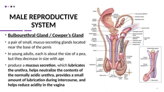 MALE REPRODUCTIVE
SYSTEM
• Bulbourethral Gland / Cowper’s Gland
• a pair of small, mucus-secreting glands located
near the base of the penis
• In young adults, each is about the size of a pea,
but they decrease in size with age
• produce a mucous secretion, which lubricates
the urethra, helps neutralize the contents of
the normally acidic urethra, provides a small
amount of lubrication during intercourse, and
helps reduce acidity in the vagina
20
 