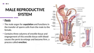 MALE REPRODUCTIVE
SYSTEM
• Penis
• The male organ for copulation and functions in
the transfer of sperm cells from the male to the
female.
• Contains three columns of erectile tissue and
engorgement of this erectile tissue with blood
causes the penis to enlarge and become firm, a
process called erection.
21
 