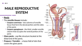MALE REPRODUCTIVE
SYSTEM
• Penis
• The erectile tissues include:
• Corpora cavernosa - two columns of erectile
tissue that form the dorsal portion and the sides
of the penis
• Corpora spongiosum - the third, smaller erectile
column that occupies the ventral portion of the
penis
• Glans penis - cap-like structure located at the
distal end of the penis.
• Prepuce / Foreskin – a loose fold of skin that
covers the glans penis 23
 