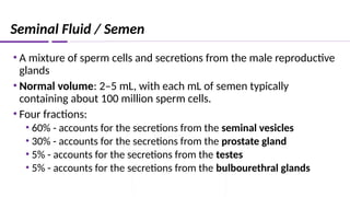 Seminal Fluid / Semen
• A mixture of sperm cells and secretions from the male reproductive
glands
• Normal volume: 2–5 mL, with each mL of semen typically
containing about 100 million sperm cells.
• Four fractions:
• 60% - accounts for the secretions from the seminal vesicles
• 30% - accounts for the secretions from the prostate gland
• 5% - accounts for the secretions from the testes
• 5% - accounts for the secretions from the bulbourethral glands
 