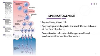 SPERMATOGENESIS
• Formation of sperm cells
• Spermatogenesis begins in the seminiferous tubules
at the time of puberty.
• Sustentacular cells nourish the sperm cells and
produce small amounts of hormones.
25
 