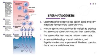 SPERMATOGENESIS
1. Spermatogonia (undeveloped sperm cells) divide by
mitosis to form primary spermatocytes.
2. Primary spermatocytes divide by meiosis to produce
first secondary spermatocytes and then spermatids.
3. The spermatids then mature to form sperm cells.
4. A spermatid develops a head, midpiece, and
flagellum to become a sperm cell. The head contains
the acrosome and the nucleus.
26
 