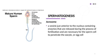 SPERMATOGENESIS
Acrosome
• a vesicle just anterior to the nucleus containing
enzymes that are released during the process of
fertilization and are necessary for the sperm cell
to penetrate the oocyte, or egg cell
27
 