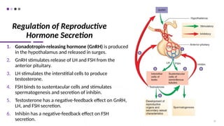 Regulation of Reproductive
Hormone Secretion
1. Gonadotropin-releasing hormone (GnRH) is produced
in the hypothalamus and released in surges.
2. GnRH stimulates release of LH and FSH from the
anterior pituitary.
3. LH stimulates the interstitial cells to produce
testosterone.
4. FSH binds to sustentacular cells and stimulates
spermatogenesis and secretion of inhibin.
5. Testosterone has a negative-feedback effect on GnRH,
LH, and FSH secretion.
6. Inhibin has a negative-feedback effect on FSH
secretion. 28
 