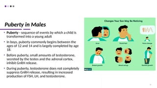 Puberty in Males
• Puberty - sequence of events by which a child is
transformed into a young adult
• In boys, puberty commonly begins between the
ages of 12 and 14 and is largely completed by age
18.
• Before puberty, small amounts of testosterone,
secreted by the testes and the adrenal cortex,
inhibit GnRH release.
• During puberty, testosterone does not completely
suppress GnRH release, resulting in increased
production of FSH, LH, and testosterone.
29
 