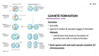 GAMETE FORMATION
Gametes
• sex cells
• sperm in males & oocytes (eggs) in females
Meiosis
• cell division that leads to formation of
gametes/sex cells in males & females
Each sperm cell and each oocyte contains 23
chromosomes
3
 