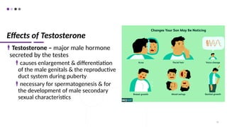 Effects of Testosterone
Testosterone – major male hormone
secreted by the testes
causes enlargement & differentiation
of the male genitals & the reproductive
duct system during puberty
necessary for spermatogenesis & for
the development of male secondary
sexual characteristics
30
 
