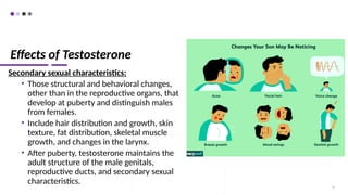Effects of Testosterone
Secondary sexual characteristics:
• Those structural and behavioral changes,
other than in the reproductive organs, that
develop at puberty and distinguish males
from females.
• Include hair distribution and growth, skin
texture, fat distribution, skeletal muscle
growth, and changes in the larynx.
• After puberty, testosterone maintains the
adult structure of the male genitals,
reproductive ducts, and secondary sexual
characteristics.
31
 