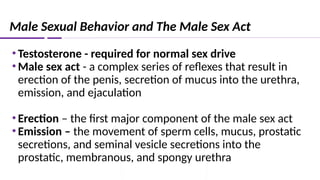 Male Sexual Behavior and The Male Sex Act
•Testosterone - required for normal sex drive
•Male sex act - a complex series of reflexes that result in
erection of the penis, secretion of mucus into the urethra,
emission, and ejaculation
•Erection – the first major component of the male sex act
•Emission – the movement of sperm cells, mucus, prostatic
secretions, and seminal vesicle secretions into the
prostatic, membranous, and spongy urethra
 