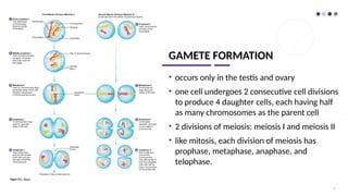 GAMETE FORMATION
• occurs only in the testis and ovary
• one cell undergoes 2 consecutive cell divisions
to produce 4 daughter cells, each having half
as many chromosomes as the parent cell
• 2 divisions of meiosis: meiosis I and meiosis II
• like mitosis, each division of meiosis has
prophase, metaphase, anaphase, and
telophase.
4
 