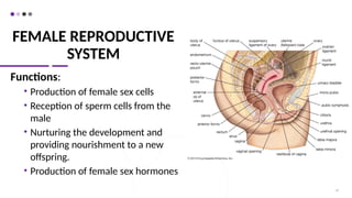 FEMALE REPRODUCTIVE
SYSTEM
Functions:
• Production of female sex cells
• Reception of sperm cells from the
male
• Nurturing the development and
providing nourishment to a new
offspring.
• Production of female sex hormones
47
 