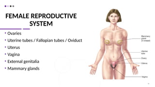 FEMALE REPRODUCTIVE
SYSTEM
• Ovaries
• Uterine tubes / Fallopian tubes / Oviduct
• Uterus
• Vagina
• External genitalia
• Mammary glands
48
 