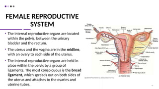 FEMALE REPRODUCTIVE
SYSTEM
• The internal reproductive organs are located
within the pelvis, between the urinary
bladder and the rectum.
• The uterus and the vagina are in the midline,
with an ovary to each side of the uterus.
• The internal reproductive organs are held in
place within the pelvis by a group of
ligaments. The most conspicuous is the broad
ligament, which spreads out on both sides of
the uterus and attaches to the ovaries and
uterine tubes. 49
 