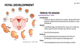 TERMS TO KNOW
Fertilization
• union of sperm cell and an oocyte, along with their
genetic material (chromosomes) to produce a new
individual
Zygote
• a fertilized egg, formed by the union of a male sex
cell (a sperm) and a female sex cell (an ovum)
• has 46 chromosomes
Embryo
• the developing human between the time of
fertilization and 8 weeks of development
Fetus
• the developing human from 8 weeks to birth
5
 