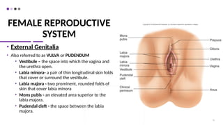 FEMALE REPRODUCTIVE
SYSTEM
• External Genitalia
• Also referred to as VULVA or PUDENDUM
• Vestibule – the space into which the vagina and
the urethra open.
• Labia minora- a pair of thin longitudinal skin folds
that cover or surround the vestibule.
• Labia majora - two prominent, rounded folds of
skin that cover labia minora
• Mons pubis - an elevated area superior to the
labia majora.
• Pudendal cleft - the space between the labia
majora.
51
 