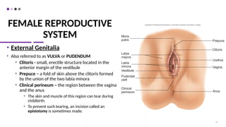 FEMALE REPRODUCTIVE
SYSTEM
• External Genitalia
• Also referred to as VULVA or PUDENDUM
• Clitoris - small, erectile structure located in the
anterior margin of the vestibule
• Prepuce – a fold of skin above the clitoris formed
by the union of the two labia minora
• Clinical perineum – the region between the vagina
and the anus
• The skin and muscle of this region can tear during
childbirth.
• To prevent such tearing, an incision called an
episiotomy is sometimes made.
52
 