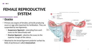 FEMALE REPRODUCTIVE
SYSTEM
• Ovaries
• Primary sex organs of females; primarily producing
ovum or egg cells important for fertilization. They are
suspended by two ligaments:
• Suspensory ligament - extending from each
ovary to the lateral body wall
• Ovarian ligament - attaches the ovary to the
superior margin of the uterus
• Attached to the broad ligament posterior surface by
folds of peritoneum called mesovarium
53
 