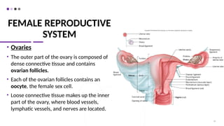 FEMALE REPRODUCTIVE
SYSTEM
• Ovaries
• The outer part of the ovary is composed of
dense connective tissue and contains
ovarian follicles.
• Each of the ovarian follicles contains an
oocyte, the female sex cell.
• Loose connective tissue makes up the inner
part of the ovary, where blood vessels,
lymphatic vessels, and nerves are located.
54
 