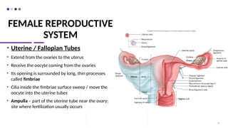 FEMALE REPRODUCTIVE
SYSTEM
• Uterine / Fallopian Tubes
• Extend from the ovaries to the uterus
• Receive the oocyte coming from the ovaries
• Its opening is surrounded by long, thin processes
called fimbriae
• Cilia inside the fimbriae surface sweep / move the
oocyte into the uterine tubes
• Ampulla – part of the uterine tube near the ovary;
site where fertilization usually occurs
55
 