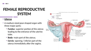 FEMALE REPRODUCTIVE
SYSTEM
• Uterus
• A medium-sized pear-shaped organ with
three major parts:
• Fundus- superior portion of the uterus
leading to the entrance of the uterine
tube.
• Body- main part of the uterus.
• Cervix- opening / inferior part of the
uterus immediately after the vagina.
56
 