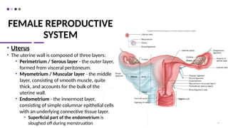 FEMALE REPRODUCTIVE
SYSTEM
• Uterus
• The uterine wall is composed of three layers:
• Perimetrium / Serous layer - the outer layer,
formed from visceral peritoneum.
• Myometrium / Muscular layer - the middle
layer, consisting of smooth muscle, quite
thick, and accounts for the bulk of the
uterine wall.
• Endometrium - the innermost layer,
consisting of simple columnar epithelial cells
with an underlying connective tissue layer.
• Superficial part of the endometrium is
sloughed off during menstruation 57
 