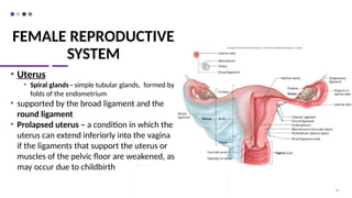 FEMALE REPRODUCTIVE
SYSTEM
• Uterus
• Spiral glands - simple tubular glands, formed by
folds of the endometrium
• supported by the broad ligament and the
round ligament
• Prolapsed uterus – a condition in which the
uterus can extend inferiorly into the vagina
if the ligaments that support the uterus or
muscles of the pelvic floor are weakened, as
may occur due to childbirth
58
 