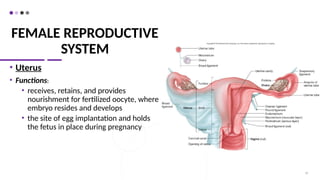 FEMALE REPRODUCTIVE
SYSTEM
• Uterus
• Functions:
• receives, retains, and provides
nourishment for fertilized oocyte, where
embryo resides and develops
• the site of egg implantation and holds
the fetus in place during pregnancy
59
 