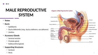 MALE REPRODUCTIVE
SYSTEM
• Testes
• Ducts
• Epididymis
• Ducta deferentia (sing. ductus deferens, vas deferens)
• Urethra
• Accessory Glands
• Seminal vesicles
• Prostate gland
• Bulbourethral glands
• Supporting Structures
• Scrotum
• Penis 6
 