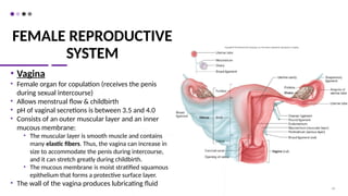 FEMALE REPRODUCTIVE
SYSTEM
• Vagina
• Female organ for copulation (receives the penis
during sexual intercourse)
• Allows menstrual flow & childbirth
• pH of vaginal secretions is between 3.5 and 4.0
• Consists of an outer muscular layer and an inner
mucous membrane:
• The muscular layer is smooth muscle and contains
many elastic fibers. Thus, the vagina can increase in
size to accommodate the penis during intercourse,
and it can stretch greatly during childbirth.
• The mucous membrane is moist stratified squamous
epithelium that forms a protective surface layer.
• The wall of the vagina produces lubricating fluid
60
 