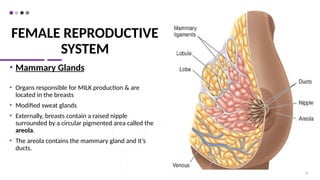 FEMALE REPRODUCTIVE
SYSTEM
• Mammary Glands
• Organs responsible for MILK production & are
located in the breasts
• Modified sweat glands
• Externally, breasts contain a raised nipple
surrounded by a circular pigmented area called the
areola.
• The areola contains the mammary gland and it’s
ducts.
62
 