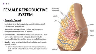 FEMALE REPRODUCTIVE
SYSTEM
• Female Breast
• begin to enlarge during puberty, under the influence of
estrogen and progesterone
• Some males also experience a minor and temporary
enlargement of the breasts at puberty.
• Gynecomastia – a condition in which the breasts of a male
can become permanently enlarged. Causes include
hormonal imbalances and the abuse of anabolic steroids.
• Nipples – very sensitive to tactile stimulation and contain
smooth muscle
• When the smooth muscle contracts in response to stimuli,
such as touch, cold, and sexual arousal, the nipple becomes
erect
63
 