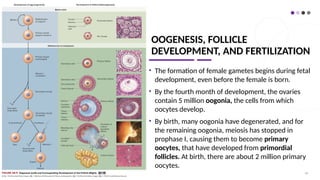 OOGENESIS, FOLLICLE
DEVELOPMENT, AND FERTILIZATION
• The formation of female gametes begins during fetal
development, even before the female is born.
• By the fourth month of development, the ovaries
contain 5 million oogonia, the cells from which
oocytes develop.
• By birth, many oogonia have degenerated, and for
the remaining oogonia, meiosis has stopped in
prophase I, causing them to become primary
oocytes, that have developed from primordial
follicles. At birth, there are about 2 million primary
oocytes.
64
 