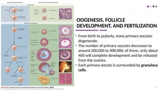 OOGENESIS, FOLLICLE
DEVELOPMENT, AND FERTILIZATION
• From birth to puberty, many primary oocytes
degenerate.
• The number of primary oocytes decreases to
around 300,000 to 400,000; of these, only about
400 will complete development and be released
from the ovaries.
• Each primary oocyte is surrounded by granulosa
cells.
65
 